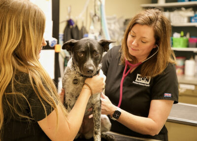 Our Doctors - Brenham Veterinary Hospital